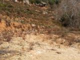 ALANYA GÖZÜKÜÇÜKLÜDE SATILIK TARLA